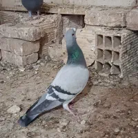 کفترپلاکی|پرنده|یزد, |دیوار