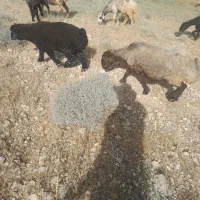 میش وبره