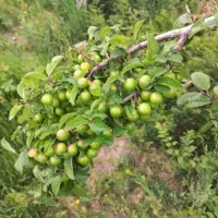 باغ میوه|فروش زمین و ملک کلنگی|قم, آزادگان|دیوار