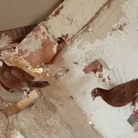 6عدد گلی پلنگ زرد پلنگ خوشگل