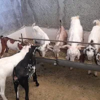 ۸ عدد کهره چاق نر و ماده