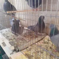 گروهان سبز پرشی|پرنده|تهران, مشیریه|دیوار