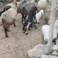 میش داشتی|حیوانات مزرعه|دهدشت, |دیوار