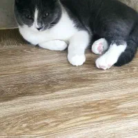 واگذاری گربه