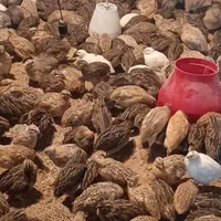 مزرعه پرورش بلدرچین|حیوانات مزرعه|تبریز, |دیوار