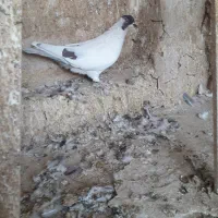 کفتر پرشی|پرنده|ساوه, |دیوار