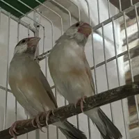 فنچ نرگسی شکلاتی درجه یک