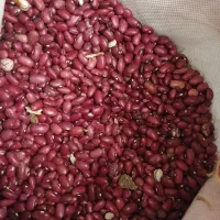 لوبیا چیتی و قرمز