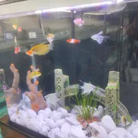 بار جدید ماهی رسید