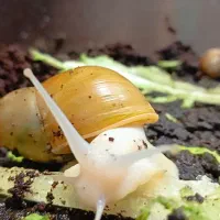 فروش حلزون مولد