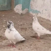 سه جفت کبوتر پرشی|پرنده|مزرعه کتول, |دیوار