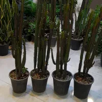 افوربیا سرخ ارتفاع بلند سایز بزرگ