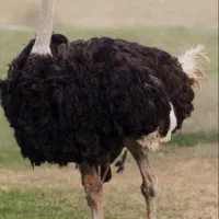 گوشت شتر مرغ