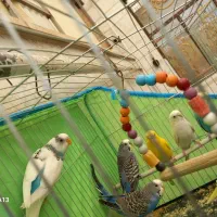 مرغ عشق  سالم و سرحال و آماده|پرنده|خرمدره, |دیوار