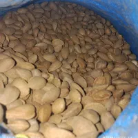 بادام شاهرودی بدون تلخی وپوکی ۲۸۵