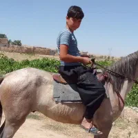 اسب|اسب و تجهیزات اسبسواری|قوچان, |دیوار