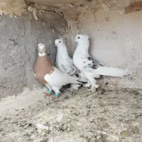 کبوتر پشت سرور کاکل پاپر عروسک طوقی بهبهانی خوشکل|پرنده|شیراز, شریف‌آباد|دیوار
