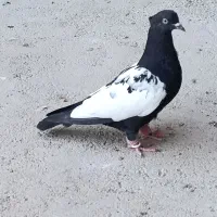 کبوتر