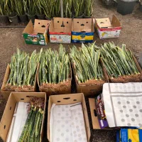 سانسوریا ریشه لخت