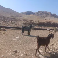 سابرین یا نربز|حیوانات مزرعه|اندیمشک, |دیوار