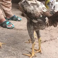 دو عدد جوجه خروس لاری ۵ماهه