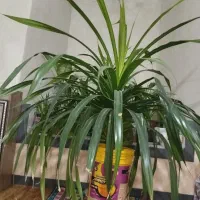 گل پاندانوس|گل و گیاه طبیعی|کازرون, |دیوار