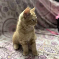 گربه بریتیش گلد