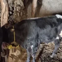 گوساله های سیاه رنگ اصل|حیوانات مزرعه|اهر, |دیوار