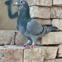 کبوتر پرشی و جفت گاه|پرنده|بیرجند, |دیوار