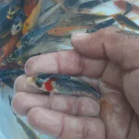 ماهی کوی و قرمز