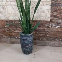 یک عدد گل سانسوریا