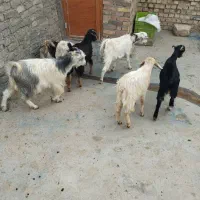 برو بزغاله|حیوانات مزرعه|پیشوا, |دیوار