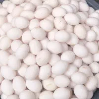 پخش تخم مرغ صالحی