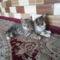 بچه گربه شیطون