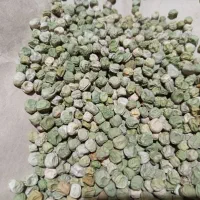 بذر نخودکیلویی۷۰۰هزارتومان