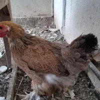 مرغ امپراطور