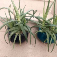 دوتا گلدون آلوورا با گلدانهای سالم وشیک