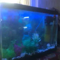 اکواریوم با تمام لوازم و ۲۰ تا ماهی