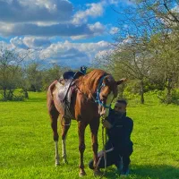 اسب کرد پنج ساله