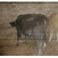 ۴عددگاو|حیوانات مزرعه|ایلخچی, |دیوار