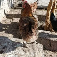 مرغ محلی اصل|حیوانات مزرعه|بیستون, |دیوار