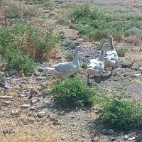 فروشی