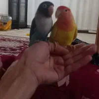 پرنده طوطی برزیلی|پرنده|اردبیل, |دیوار