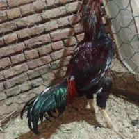 خروس نسل دار|حیوانات مزرعه|شبستر, |دیوار