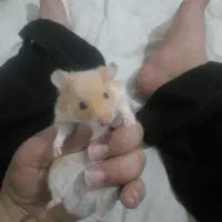 همستر|موش و خرگوش|یزد, |دیوار