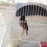 پرنده سخنگو