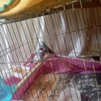 فنچ نرگسی سرحال