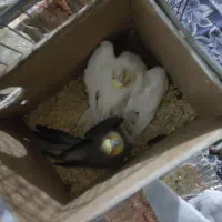 جفت عروس هلندی با تخم 4