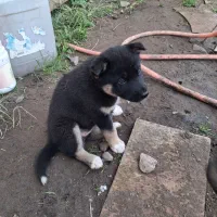 توله ماده ژرمن شپرد|سگ|چاف و چمخاله, |دیوار