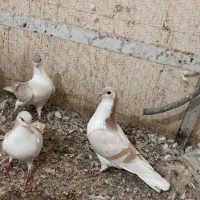 کبوتر ساده و طوقی هفت رنگ